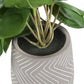 Artificial Alocasia Plant (Set of 2)