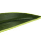 47" Tall, Artificial Plant, Dracaena Tree, Indoor, Faux, Fake, Floor, Greenery, Potted, Real Touch, Decorative - Green / Black
