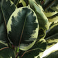 47" Tall, Artificial Plant, Oak Tree, Indoor, Faux, Fake, Floor, Greenery, Potted, Real Touch, Decorative - Green / Black