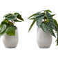 Artificial Alocasia Plant (Set of 2)