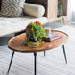 Oval Coffee Table - Brown