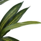 51" Tall, Artificial Plant, Dracaena Tree, Indoor, Faux, Fake, Floor, Greenery, Potted, Real Touch, Decorative - Green / Black
