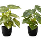 13" Tall, Artificial Plant, Monstera Calthea, Indoor, Faux, Fake, Table, Greenery, Potted, Decorative (Set of 2) - Green / Black