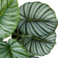 24" Tall, Artificial Plant, Calathea, Indoor, Faux, Fake, Table, Greenery, Potted, Real Touch, Decorative - Green / Black