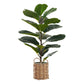 28" Tall, Artificial Plant, Fiddle Tree, Indoor, Faux, Fake, Floor, Greenery, Potted, Real Touch, Decorative - Green / Beige