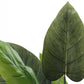 37" Tall, Artificial Plant, Aureum Tree, Indoor, Faux, Fake, Floor, Greenery, Potted, Real Touch, Decorative - Green / Black