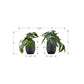 Artificial Alocasia Plant (Set of 2)