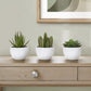 Artificial Succulent Plants (Set of 3)