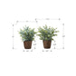 Artificial Eucalyptus Grass (Set of 2)