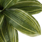 17" Tall, Artificial Plant, Dracaena, Indoor, Faux, Fake, Table, Greenery, Potted, Real Touch, Decorative - Green / Black