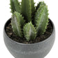 Artificial Succulent Plants (Set of 3)