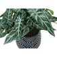 Artificial Alocasia Plant (Set of 2)