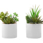 Artificial Succulent Plants (Set of 2)