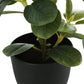 14" Tall, Artificial Plant, Ficus, Indoor, Faux, Fake, Table, Greenery, Potted, Decorative (Set of 2) - Green / Black